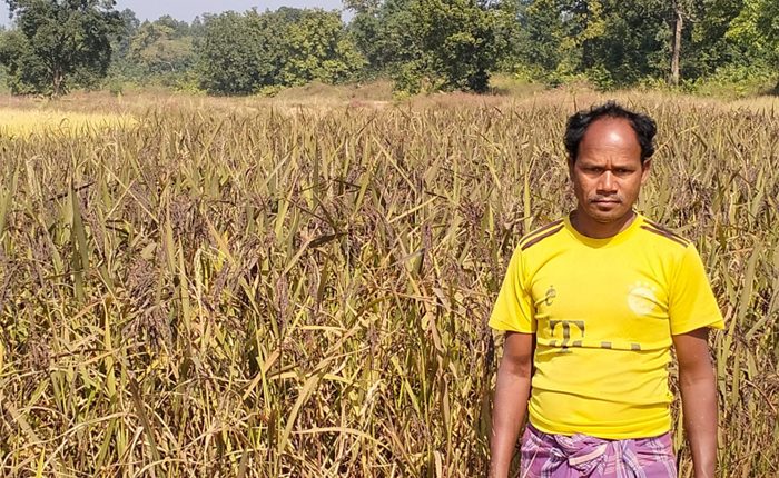 Aditya Aluminium helps Rengali farmers reap great yield with Black rice ...